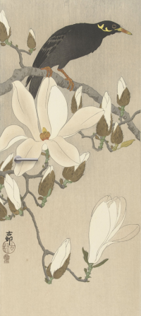 deurknop-Beo-op-magnoliatak