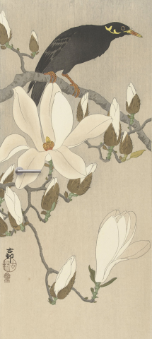 deursticker Beo op magnoliatak
